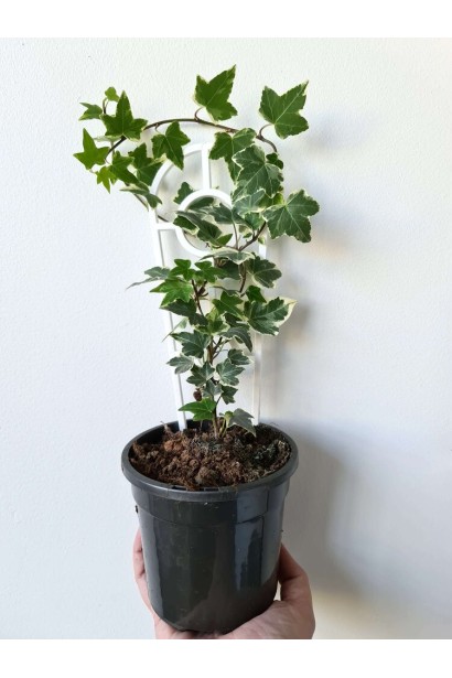 Плющ Варієгата саджанці в садовому центрі